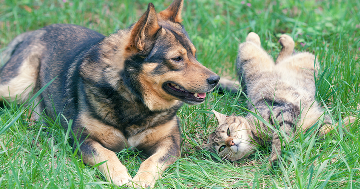 Dog and cat in grass