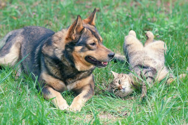 Dog and cat in field